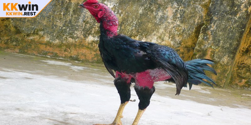 Cách chăm sóc gà chọi phát triển toàn diện, đủ khỏe mạnh