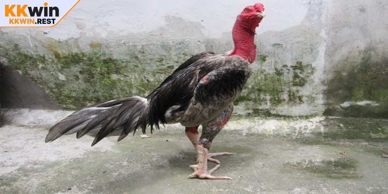 Điều chỉnh mật độ nuôi trong 1 chuồng phù hợp trong mùa hè