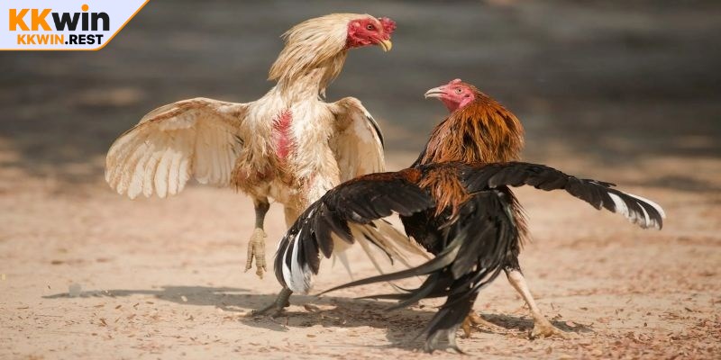 Trước khi đặt cược, hãy nghiên cứu kỹ từng chiến kê thi đấu