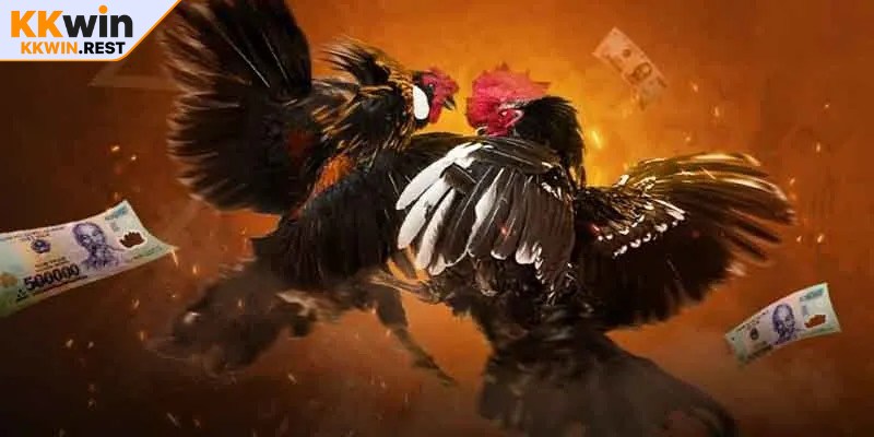 Nắm rõ các quy định và luật chơi trước khi tham gia chọi kê