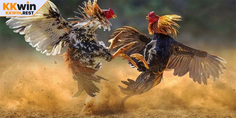 Theo dõi sát sao diễn biến trận đấu và phân tích chiến kê