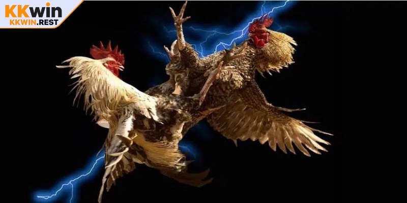 Trải nghiệm đa dạng các trận đấu ở bất cứ đâu là ưu điểm nổi bật