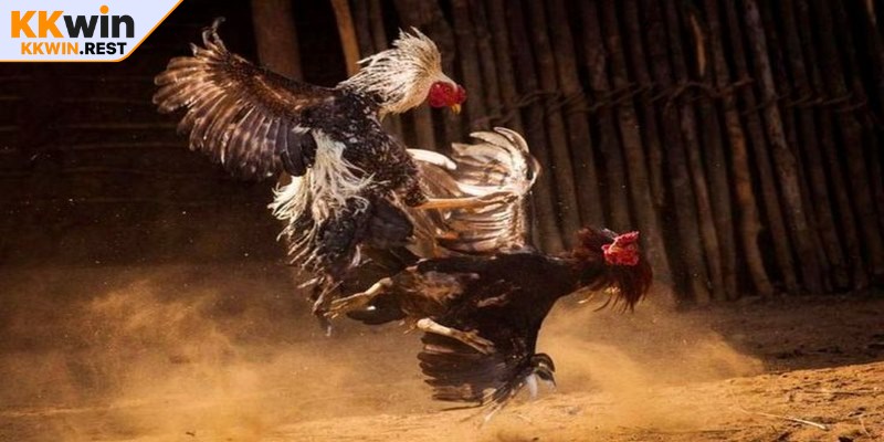 Tất cả trận đấu được bình luận trực tiếp đều hoàn toàn miễn phí